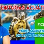 Guía Completa: Cómo Cuidar a una Tortuga de Río en Casa