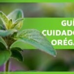 Cuidado del orégano en maceta: guía completa para un cultivo exitoso