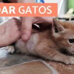 Guía completa para cuidar un gato Angora: consejos, trucos y cuidados específicos