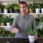 Consejos esenciales para cuidar el Aloe Vera en macetas