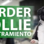 Aprende los esenciales para cuidar a cachorros de Border Collie
