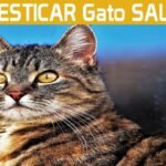 Guía completa: Cómo cuidar un gato callejero y brindarle amor y protección