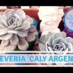 Descubre los cuidados esenciales para tu Echeveria caly argentea
