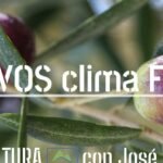 Consejos expertos para cuidar tu olivo en maceta