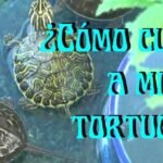 Cuida y protege a tus tortugas amarillas con estos consejos de cuidados