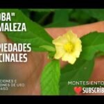 Descubre los cuidados de la Mimosa Pudica Sensitiva para un jardín asombroso