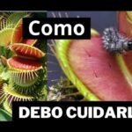 Descubre los cuidados y riego adecuados para la fascinante Dionaea muscipula