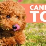 Descubre los imprescindibles cuidados de un caniche cachorro