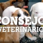 Descubre los mejores consejos para el cuidado de mascotas en Málaga