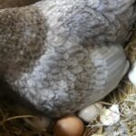 Descubre los mejores cuidados para pollitos recién nacidos