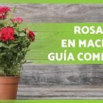 Guía para cuidar rosales en maceta: trucos y consejos