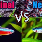 Descubre los cautivadores cuidados del pez Tetra Neon para un acuario vibrante