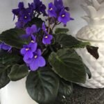 Consejos para cuidar violetas en maceta y mantenerlas hermosas